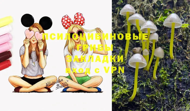 как найти   Братск  Псилоцибиновые грибы Magic Shrooms 